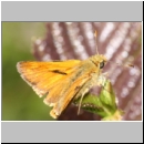 Ochlodes sylvanus - Rostfarbiger Dickkopf m03.jpg